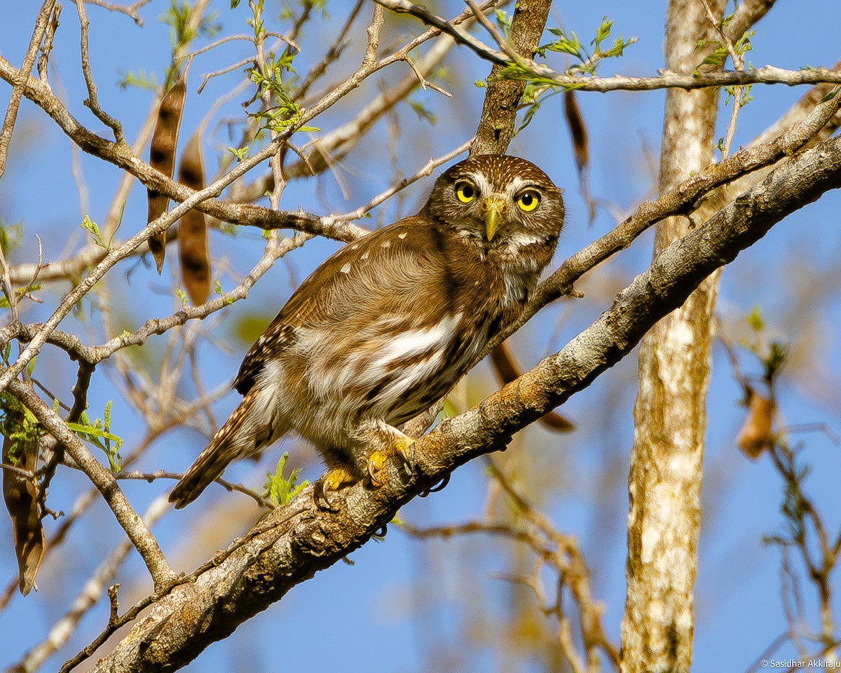Ferruginous Pygmy-Owl - Sasi Akkiraju