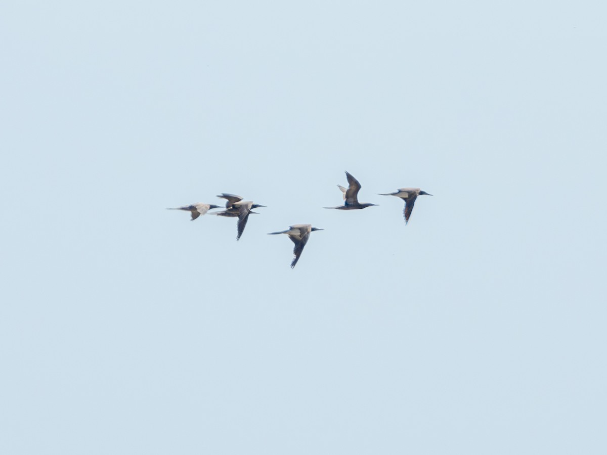 Brown Booby - ML619238899