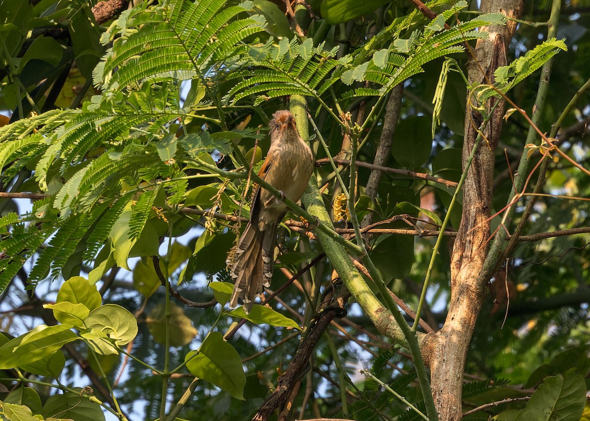 Rusty-fronted Barwing - Ma Yan Bryant