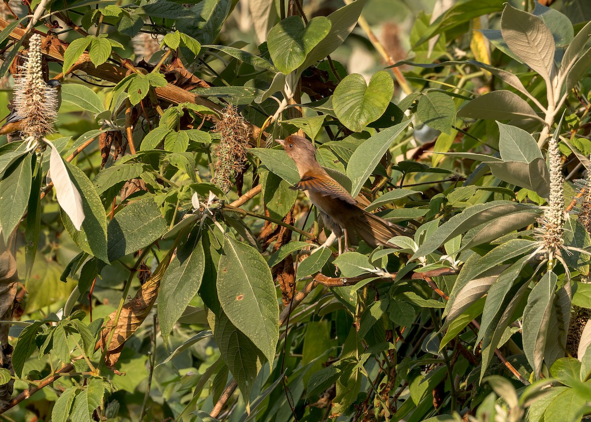 Rusty-fronted Barwing - Ma Yan Bryant