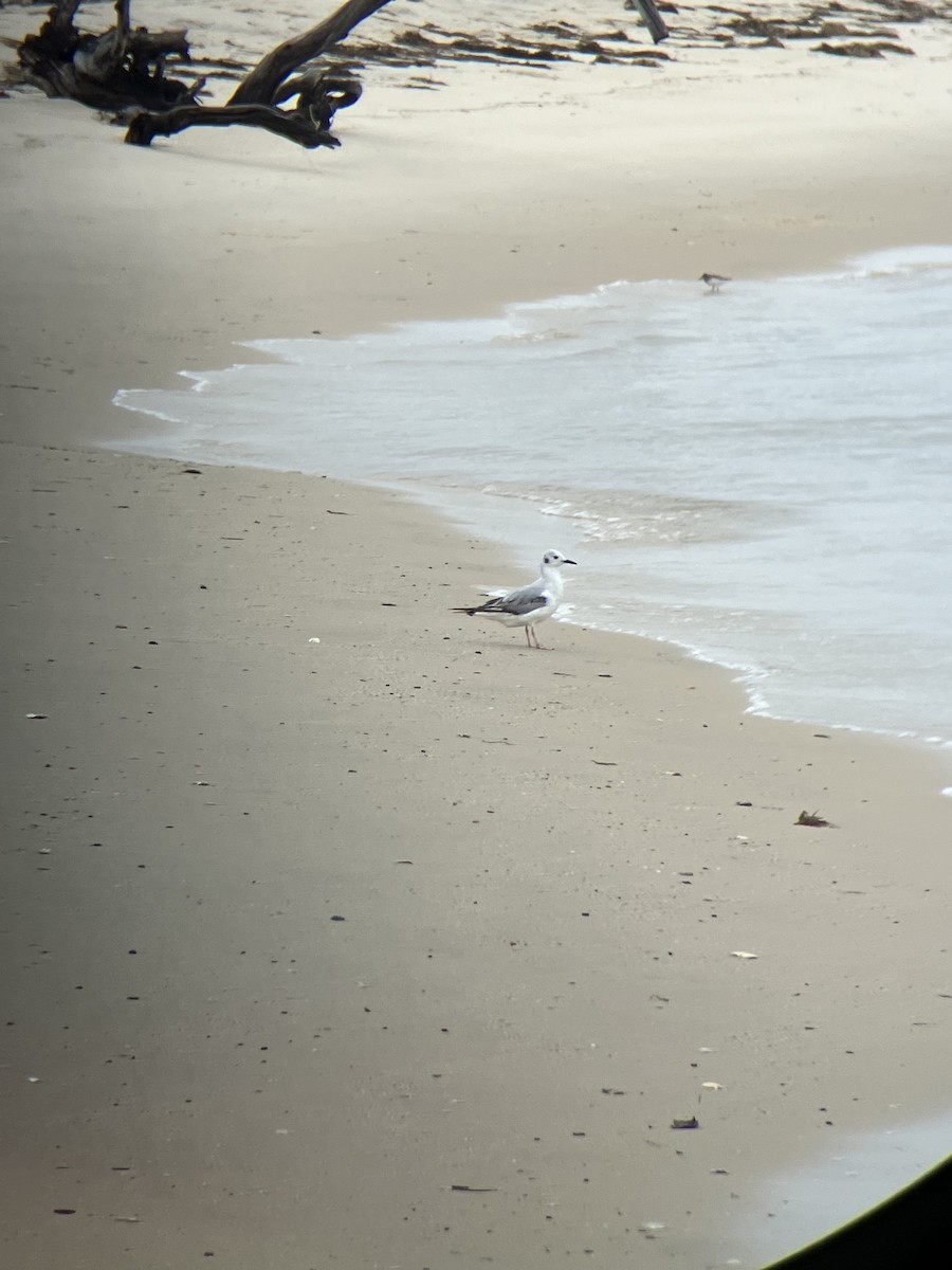 Bonaparte's Gull - ML619238947