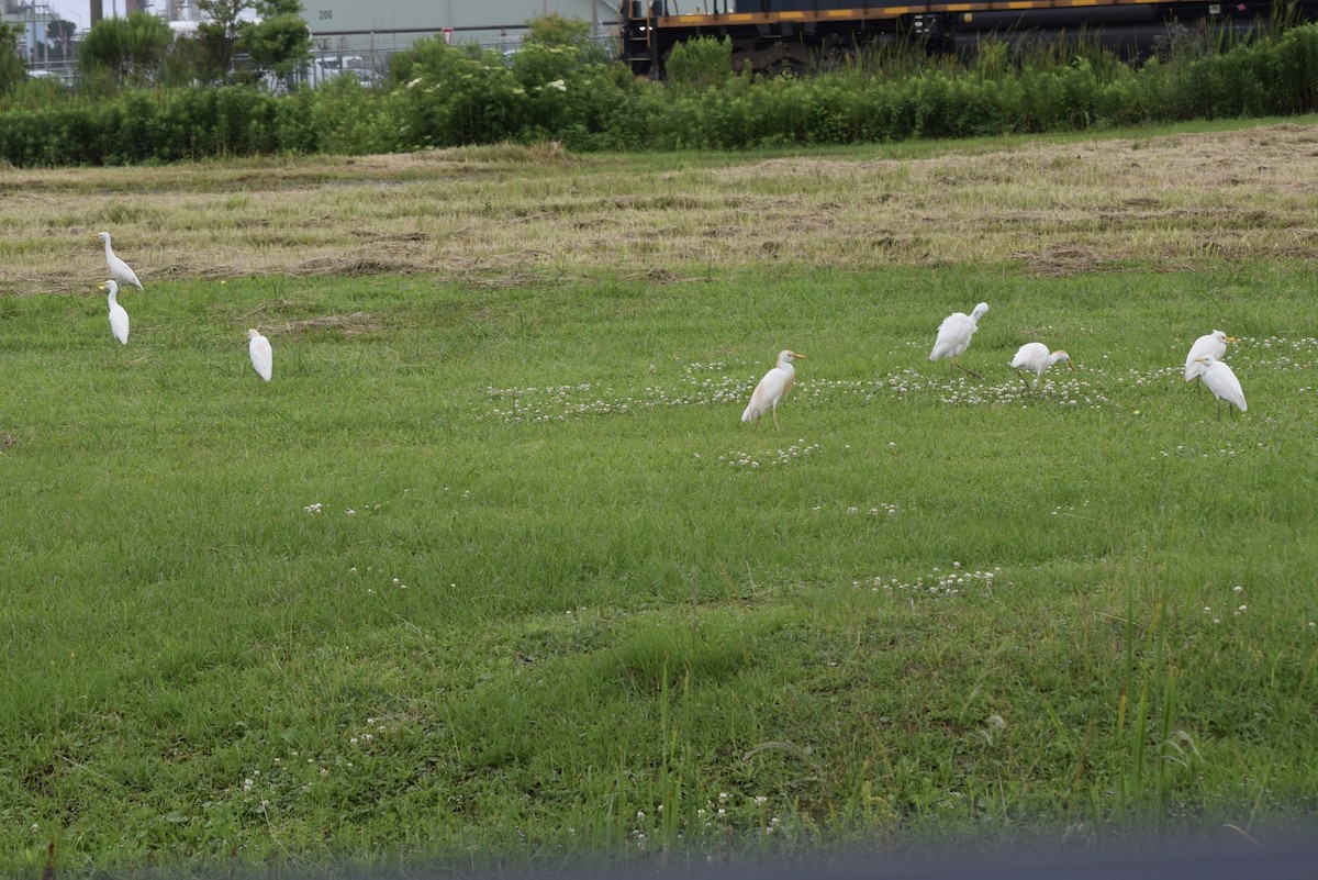 Western Cattle Egret - Nancy Price