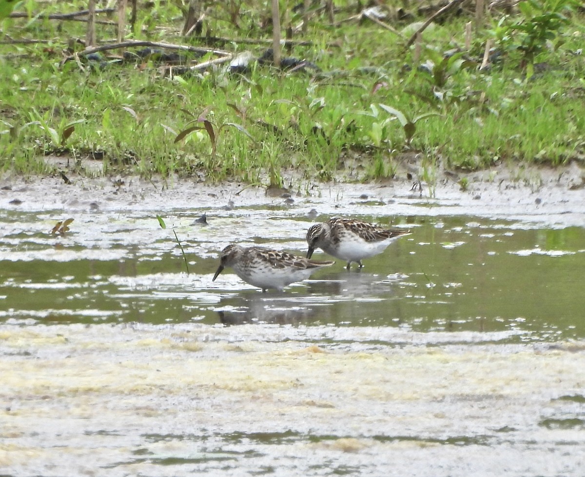 Least Sandpiper - Jay Luke