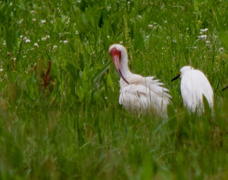 White Ibis - Nancy Price