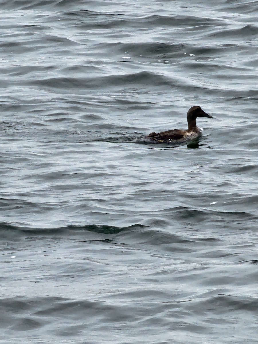 Common Eider - Tyler Steinbrunn