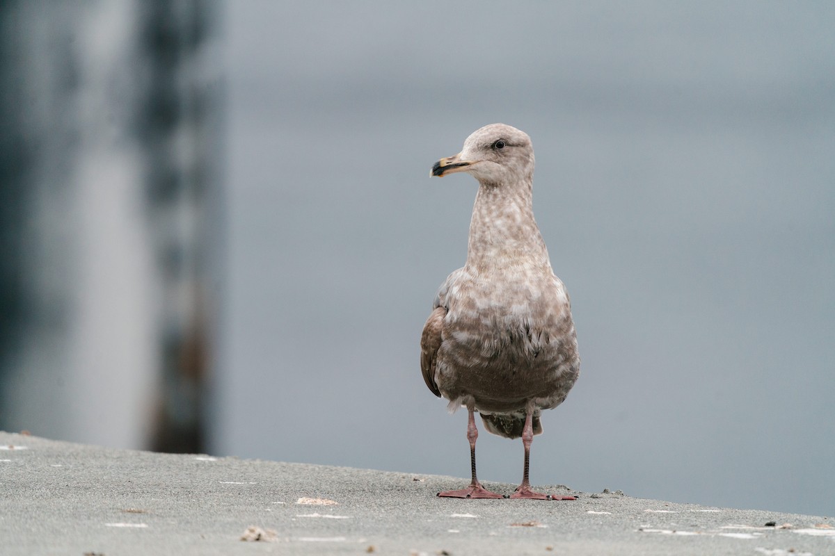 Glaucous-winged Gull - Garrett Sheets