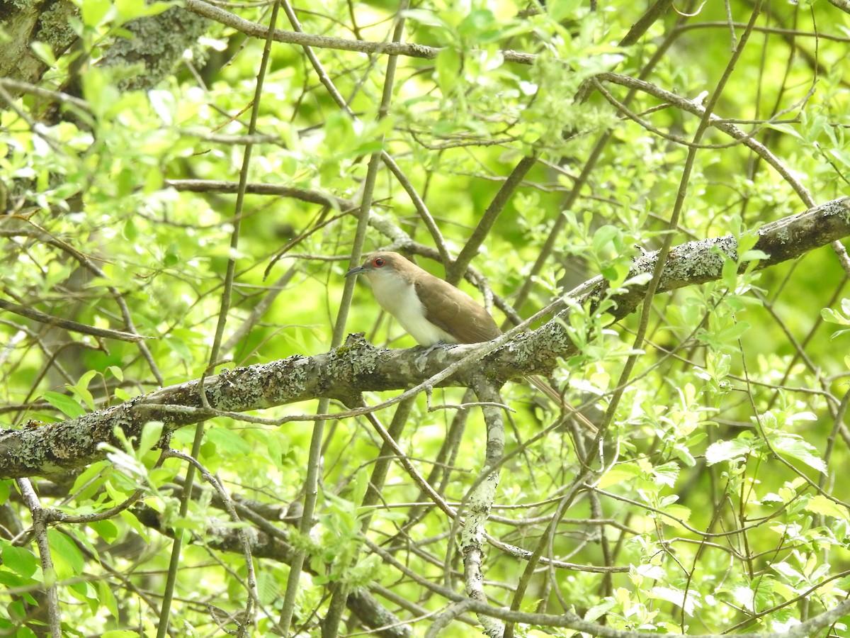 Black-billed Cuckoo - Matthew Watson