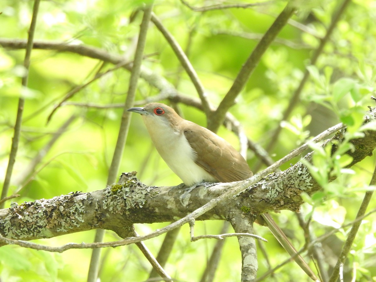 Black-billed Cuckoo - Matthew Watson