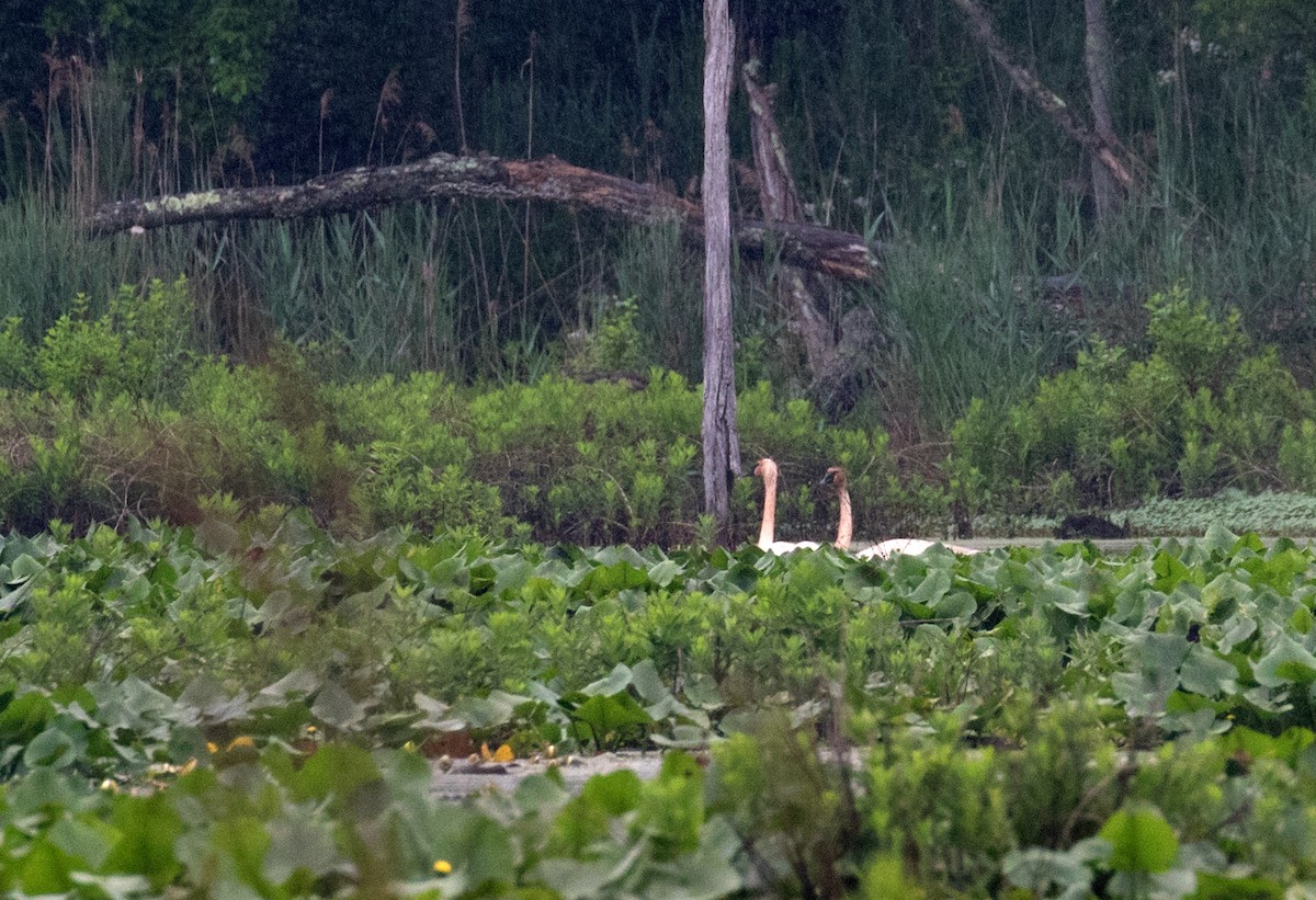 Trumpeter Swan - ML619238987