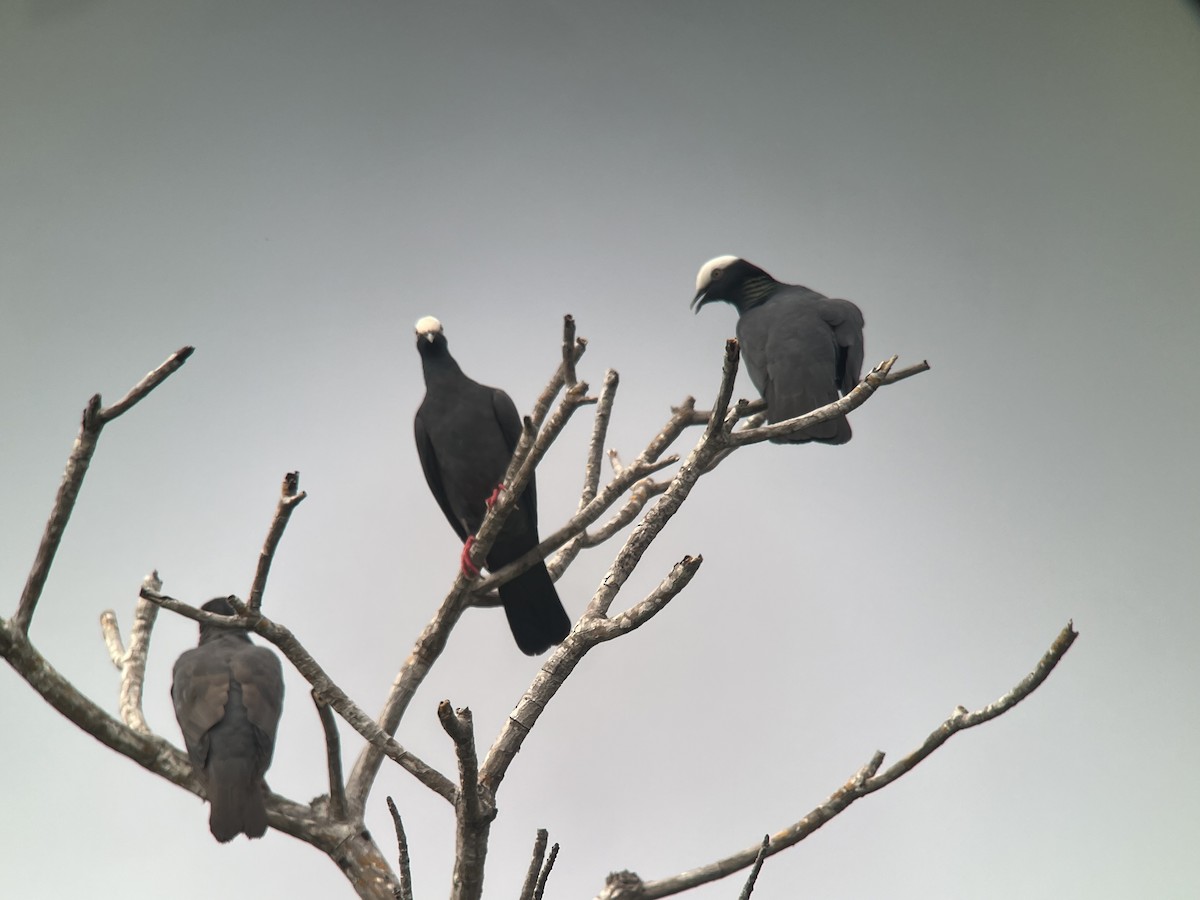 White-crowned Pigeon - Brenda Sánchez