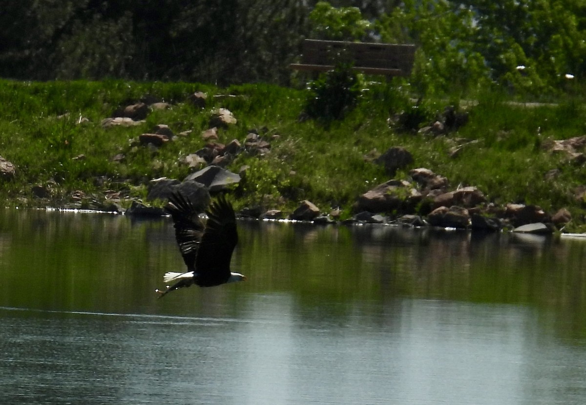 Bald Eagle - Susan Ringoen