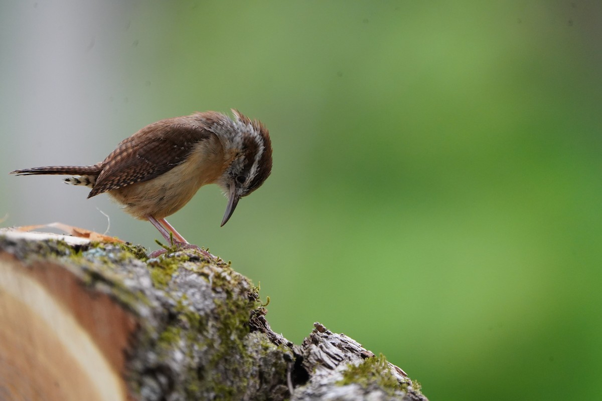 Carolina Wren - ML619239015