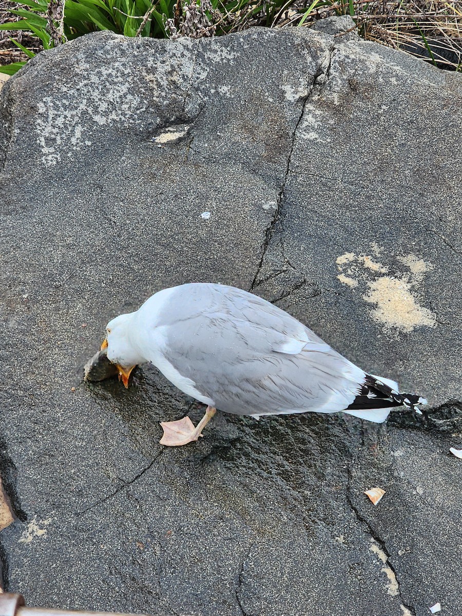 Herring Gull - Tyler Steinbrunn