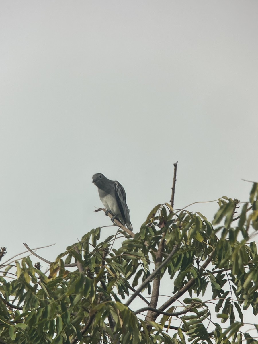 Snowy Cotinga - Brenda Sánchez