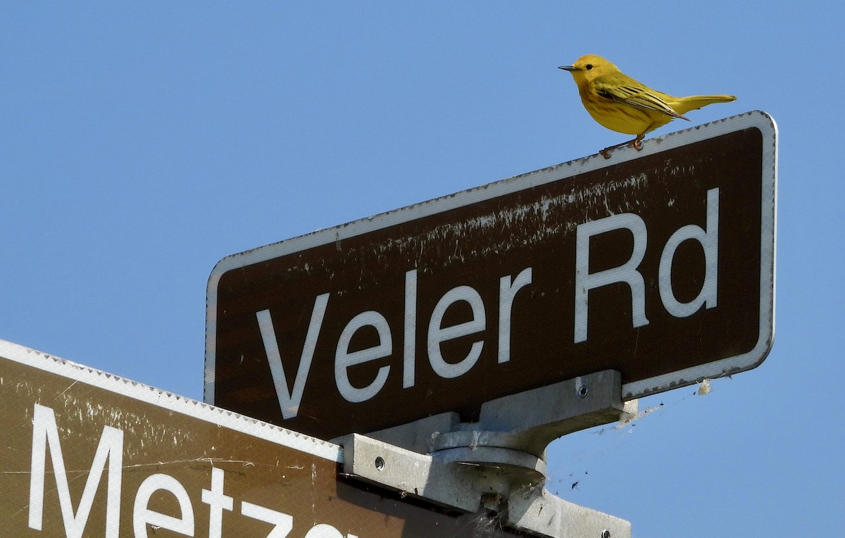 Yellow Warbler - Kisa Weeman