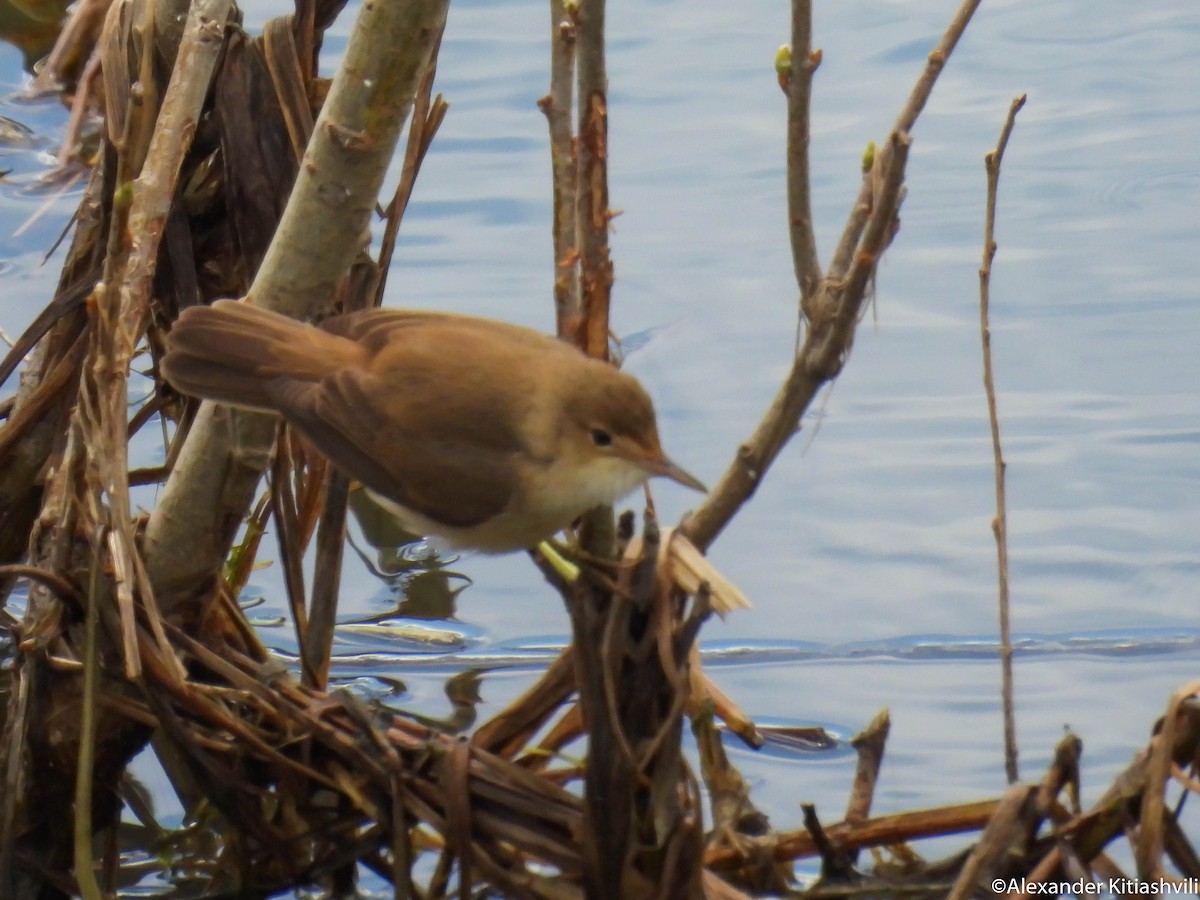 Common Reed Warbler - Alexander Kitiashvili