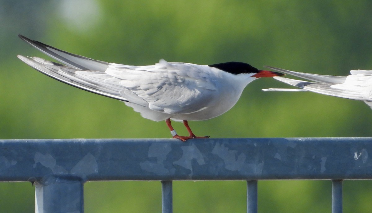 Common Tern - ML619239073