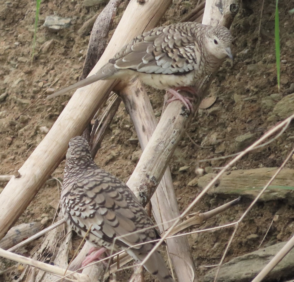 Scaled Dove - Alfredo Correa