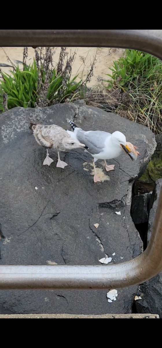 Herring Gull - Tyler Steinbrunn