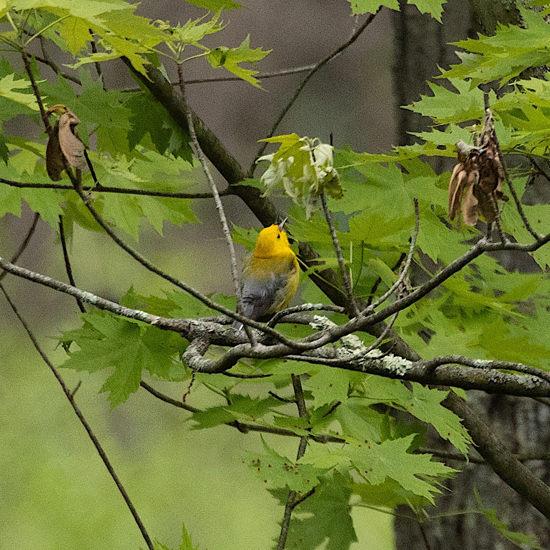 Prothonotary Warbler - Mary McKitrick