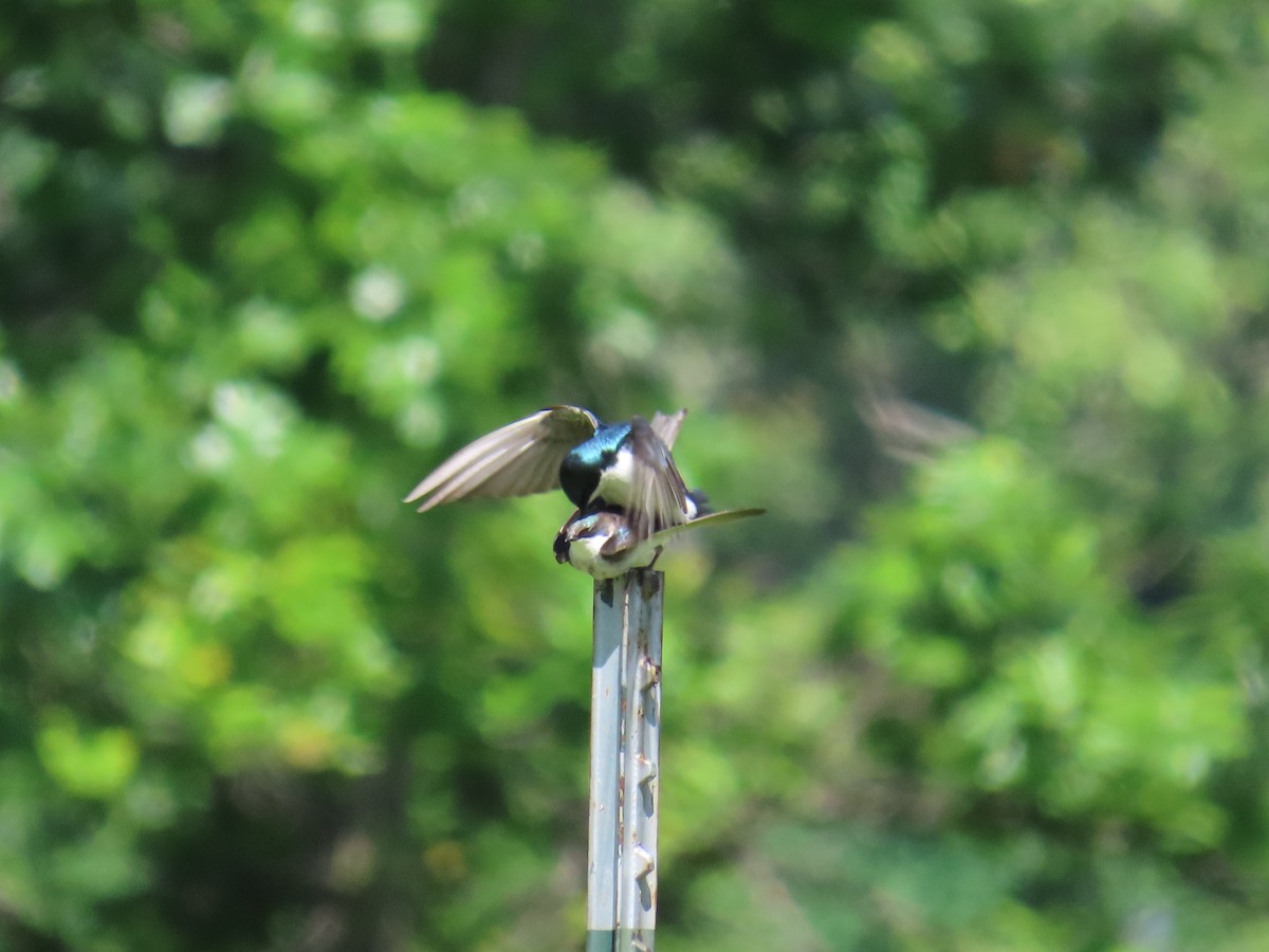 Tree Swallow - Christopher Tomera