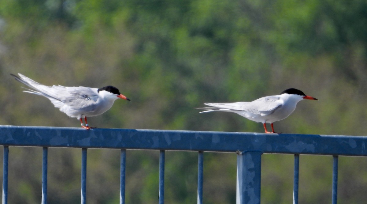 Common Tern - Kisa Weeman