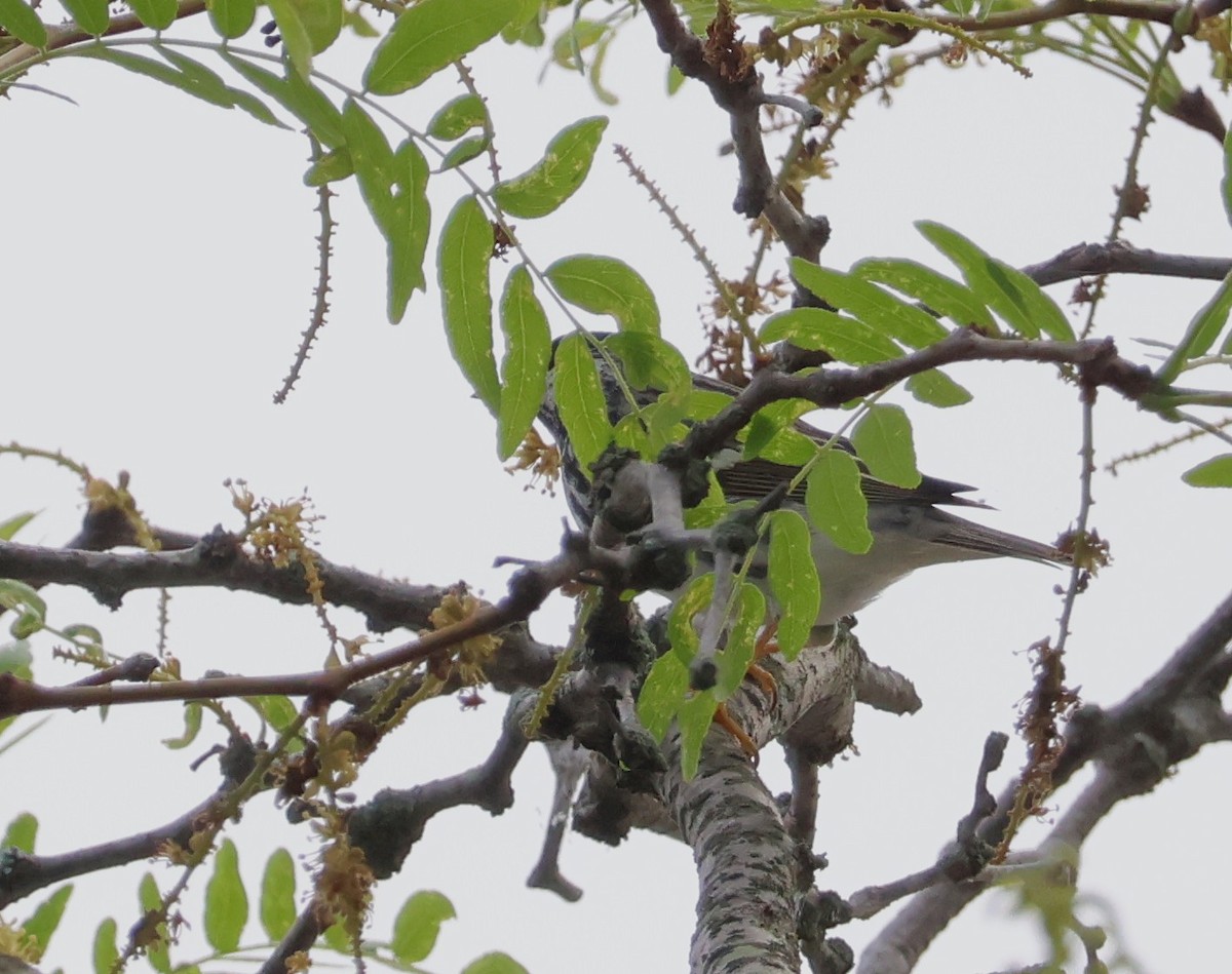 Blackpoll Warbler - ML619239109