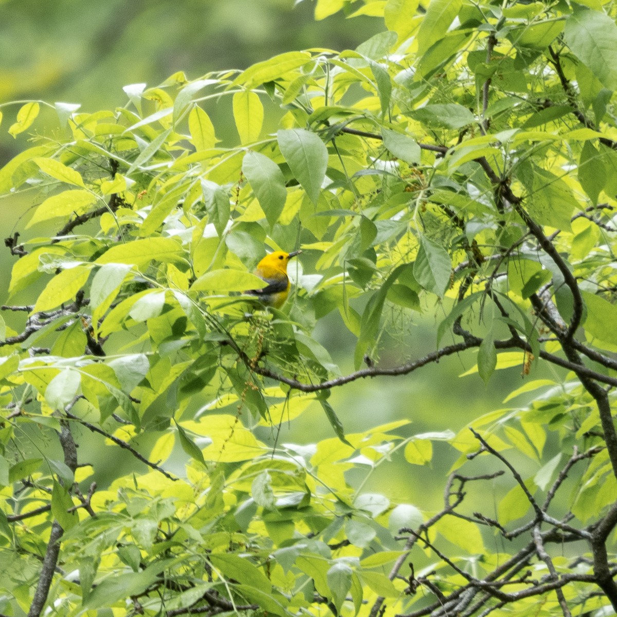 Prothonotary Warbler - ML619239110