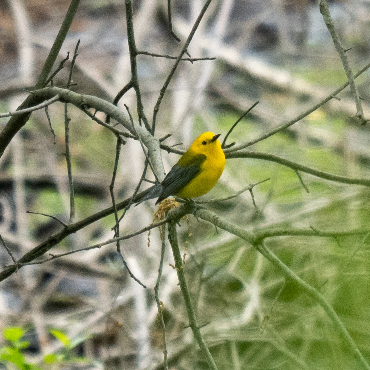 Prothonotary Warbler - Greg Brown