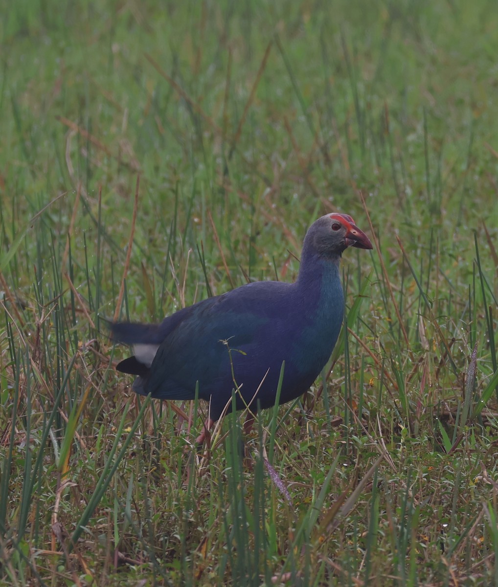 Gray-headed Swamphen - ML619239114