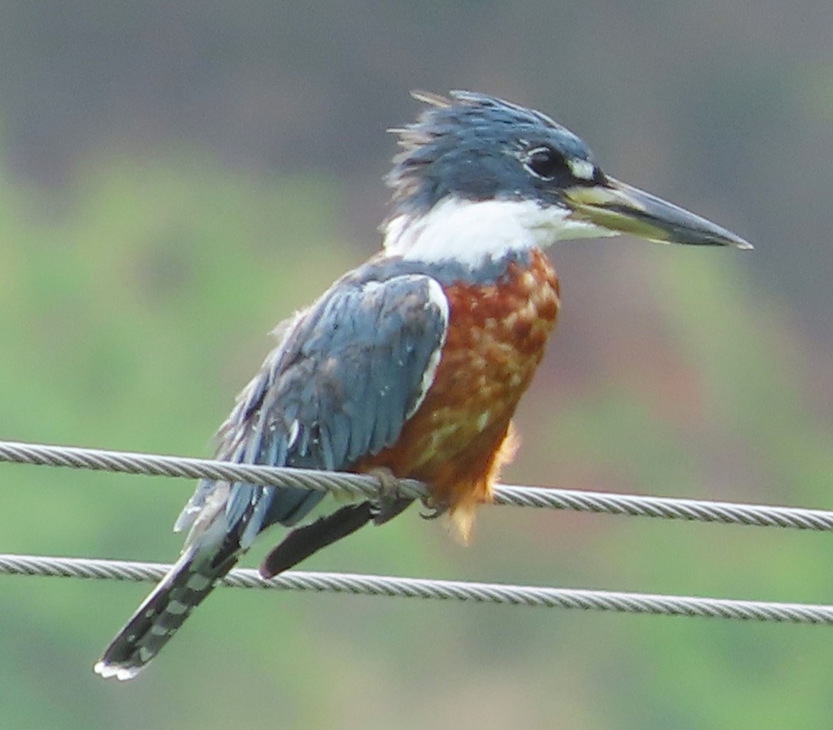 Ringed Kingfisher - Alfredo Correa