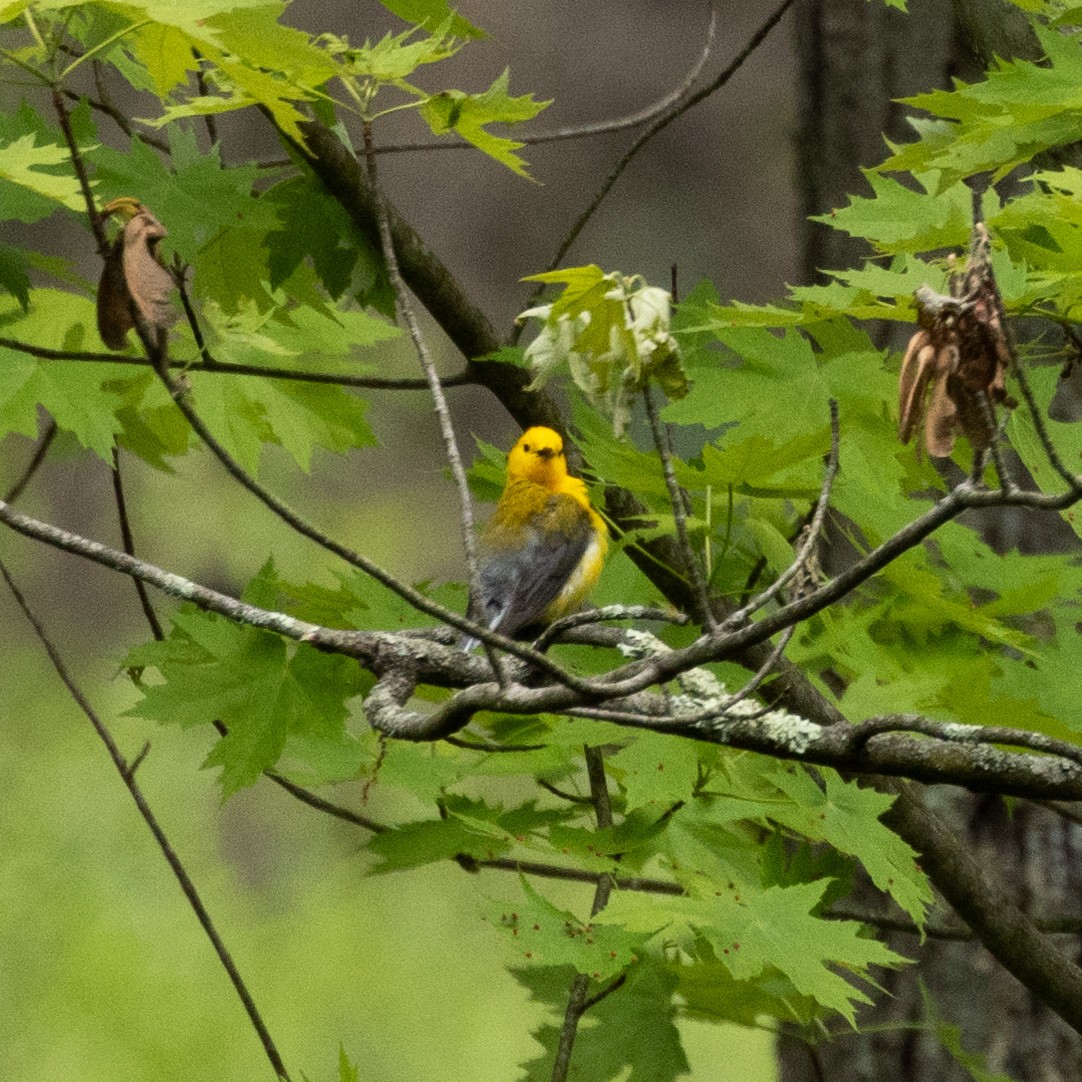 Prothonotary Warbler - Mary McKitrick