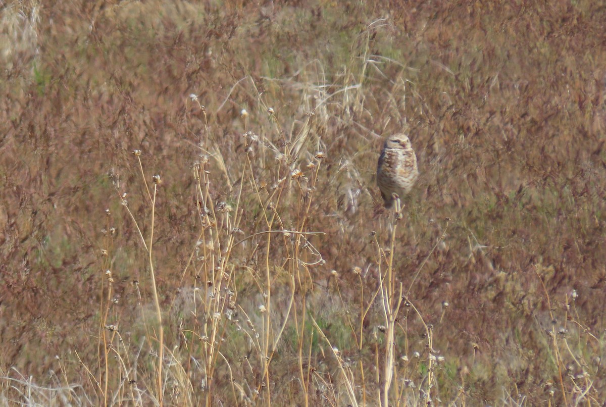 Burrowing Owl - ML619239143