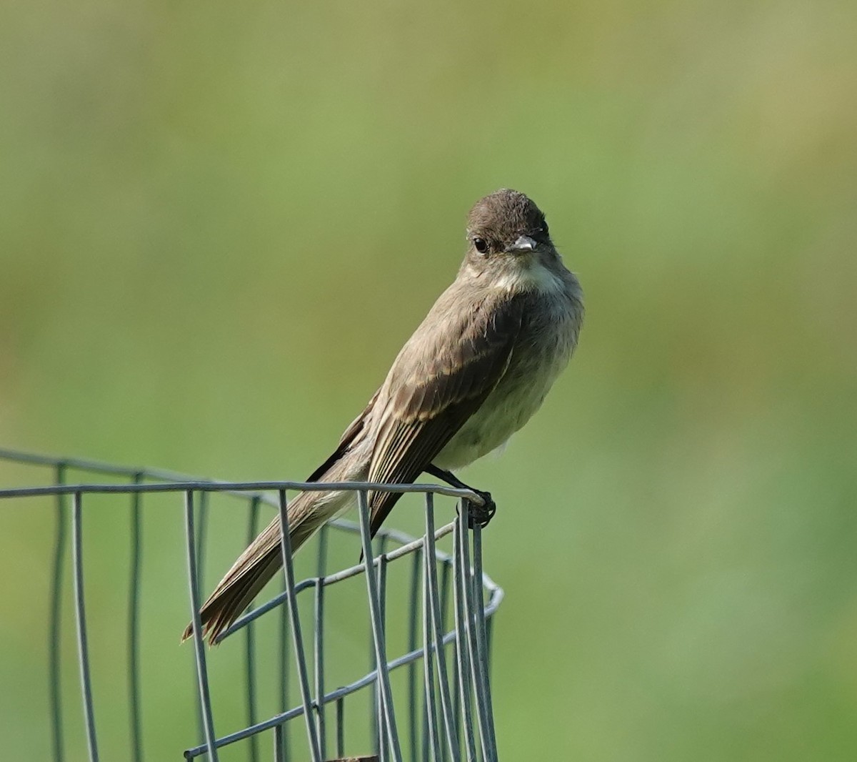 Eastern Phoebe - Dawn Abbott