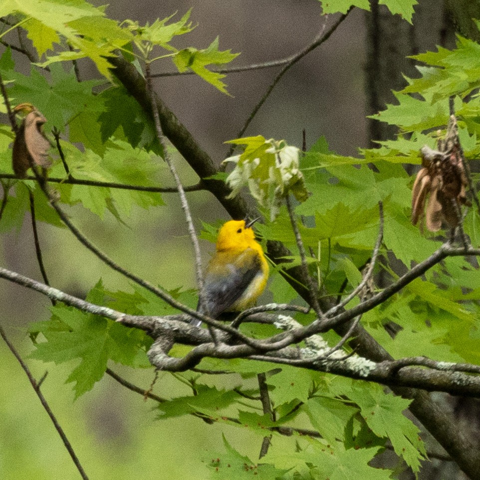 Prothonotary Warbler - Mary McKitrick