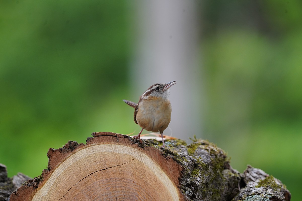 Carolina Wren - Larry Katkin