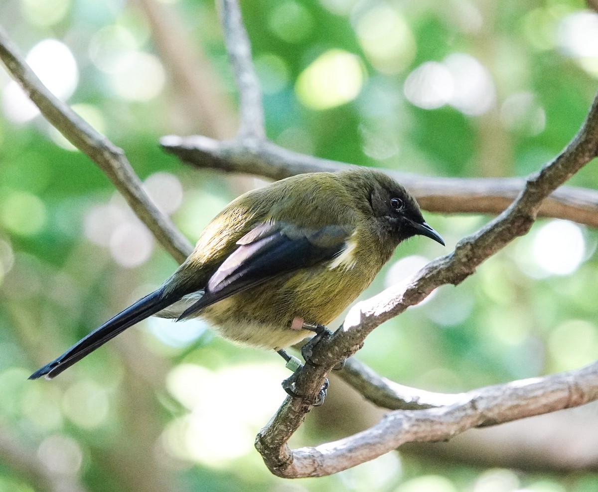 New Zealand Bellbird - Scott Terrill