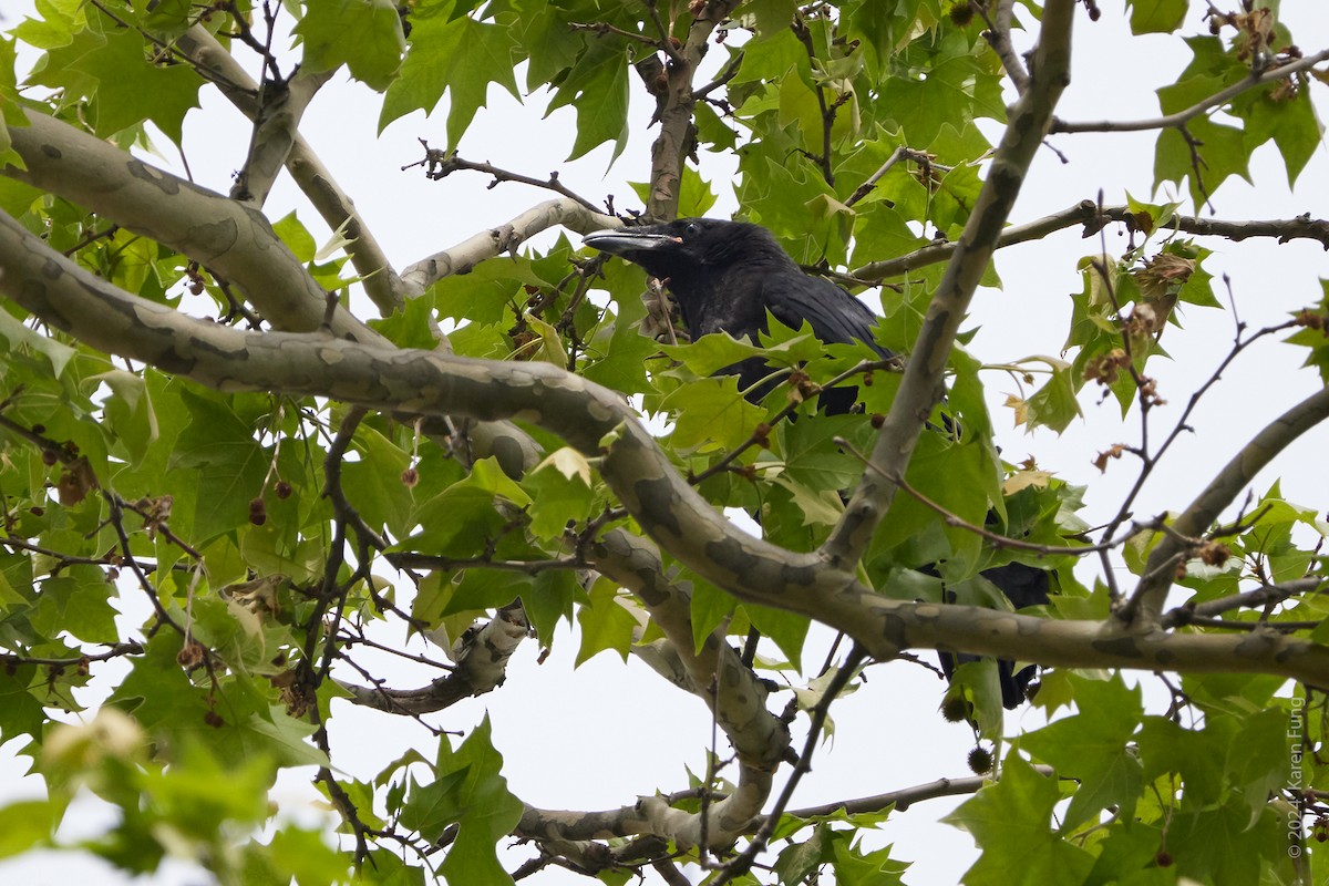 Common Raven - ML619239183