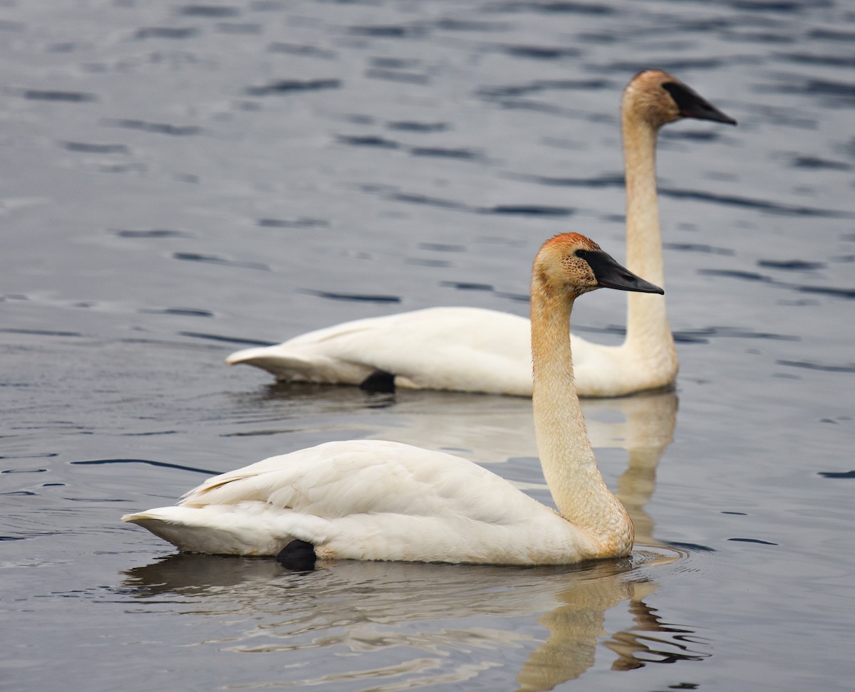 Trumpeter Swan - Barbara Maytom