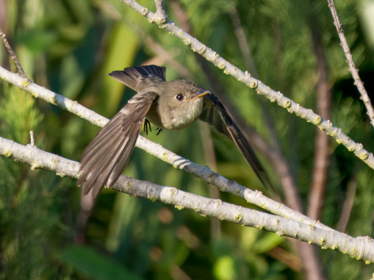 Eastern Wood-Pewee - Cin-Ty Lee