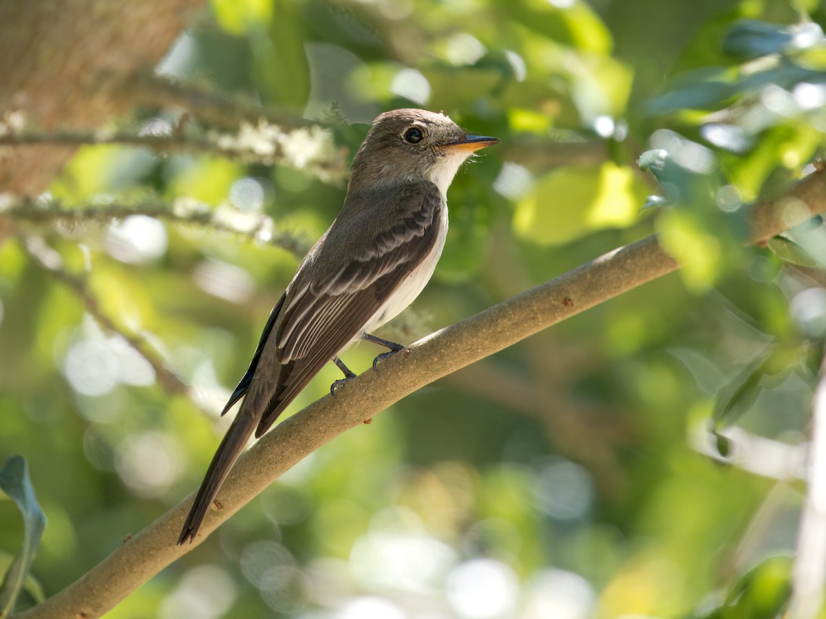 Eastern Wood-Pewee - Cin-Ty Lee