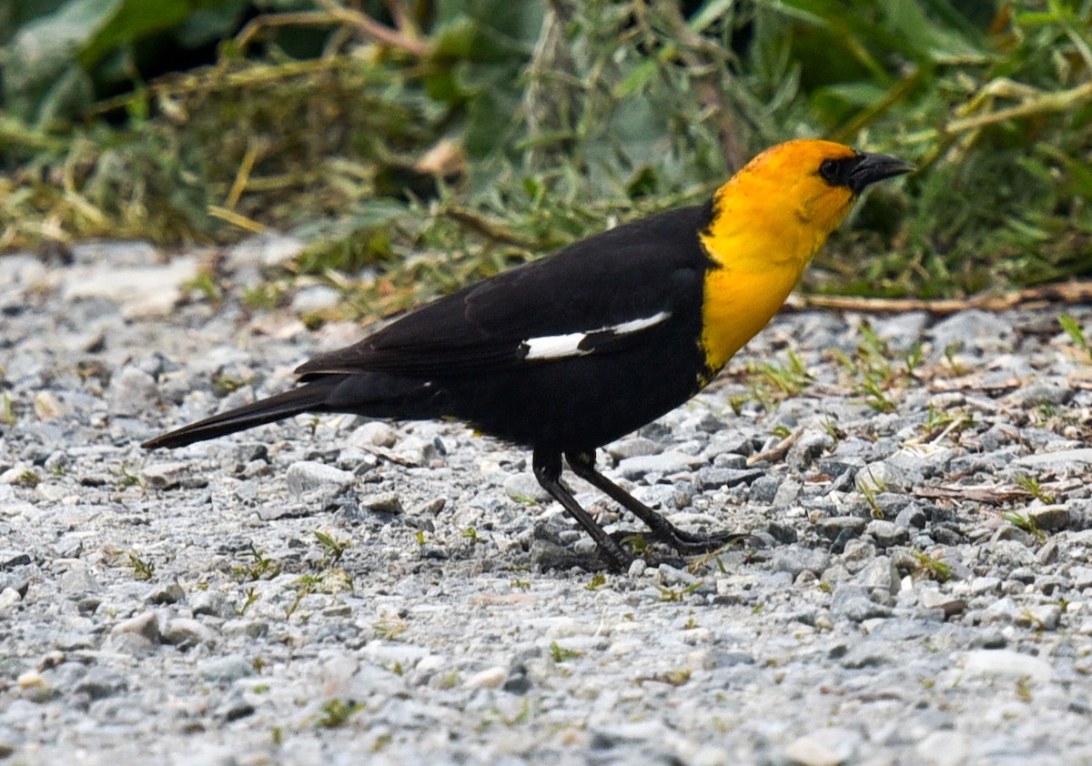 Yellow-headed Blackbird - Barbara Maytom