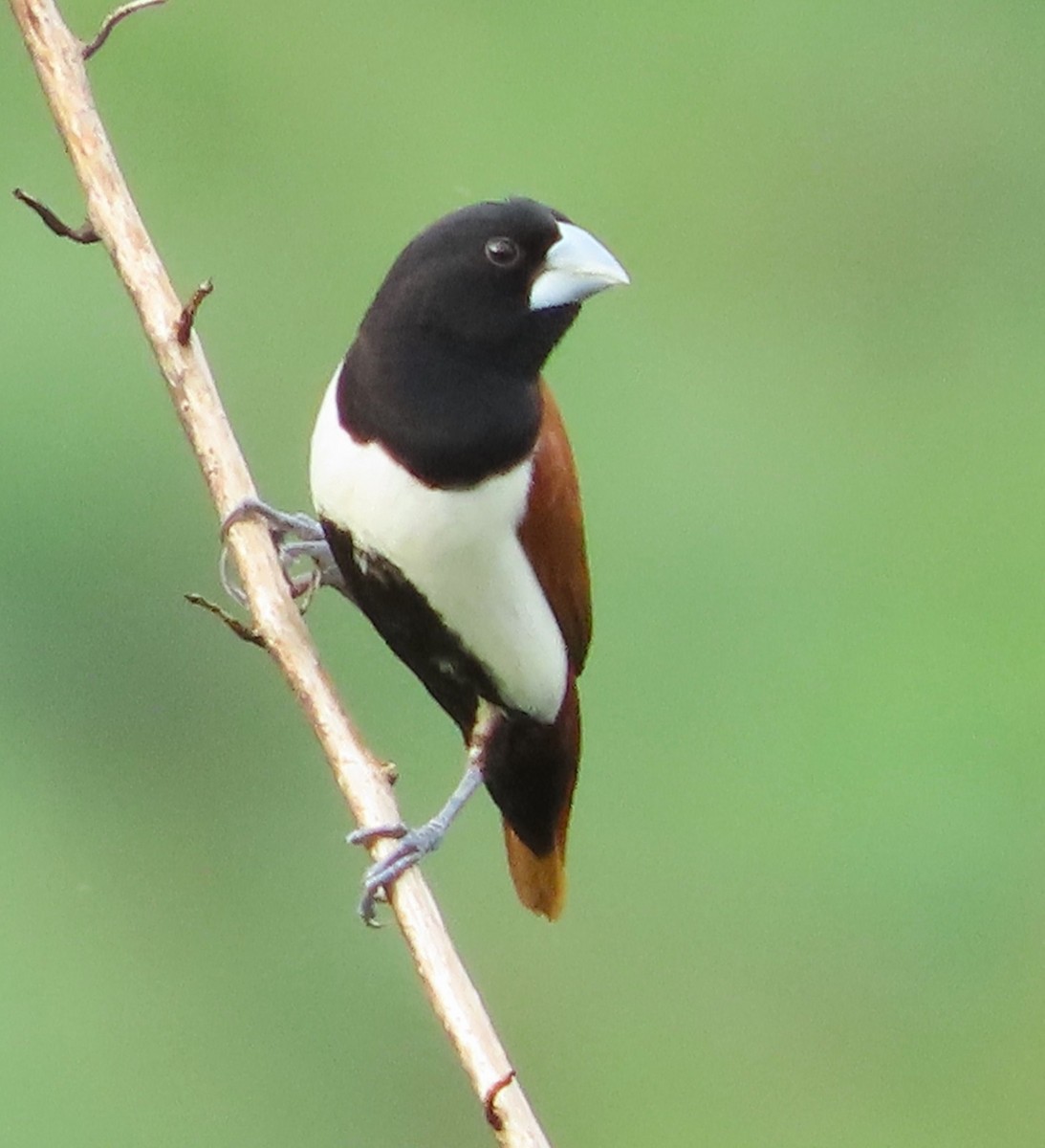 Tricolored Munia - Alfredo Correa