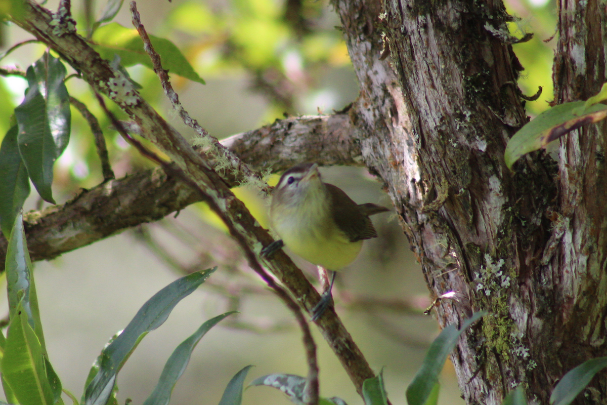Brown-capped Vireo - Adrian Riascos