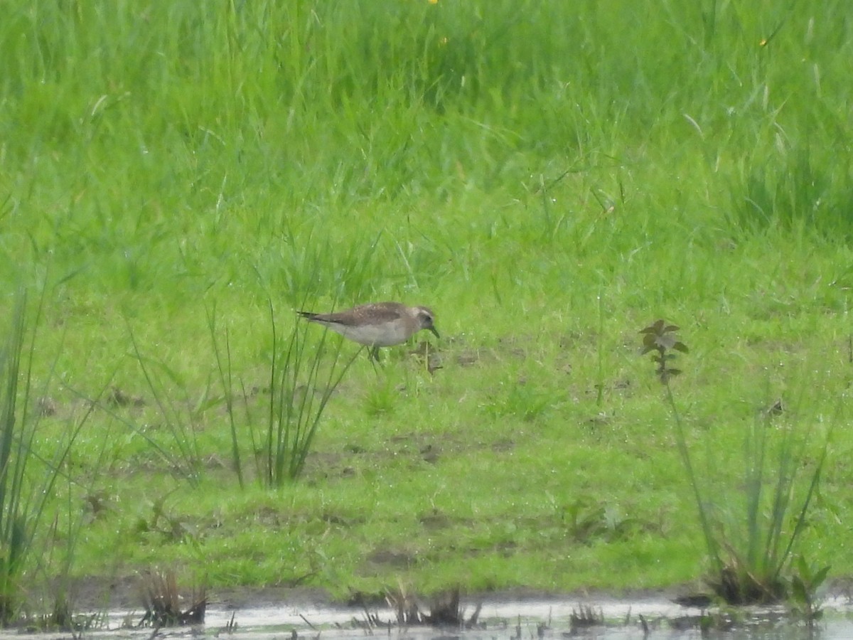 American Golden-Plover - Mark Smiles