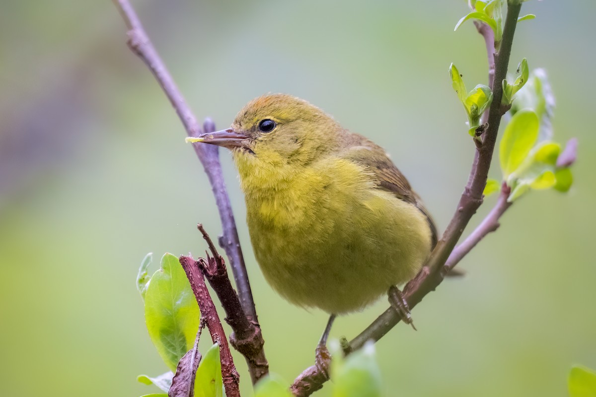 Orange-crowned Warbler - ML619239231