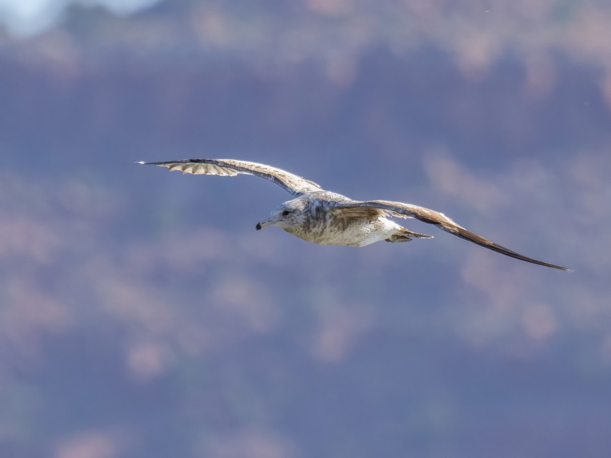 California Gull - Diane Hoy