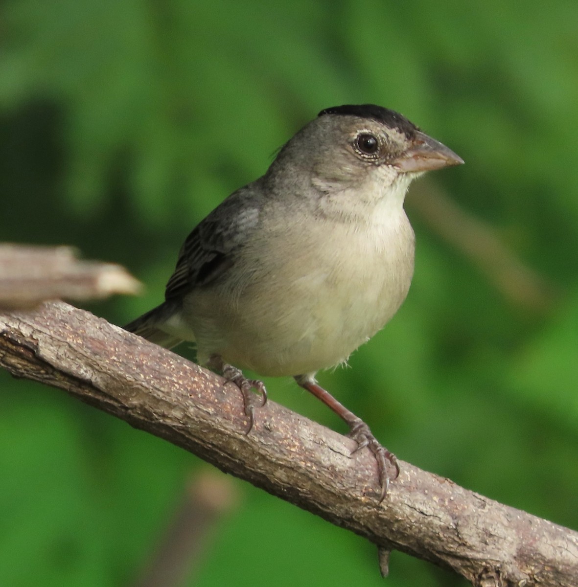 Pileated Finch - Alfredo Correa