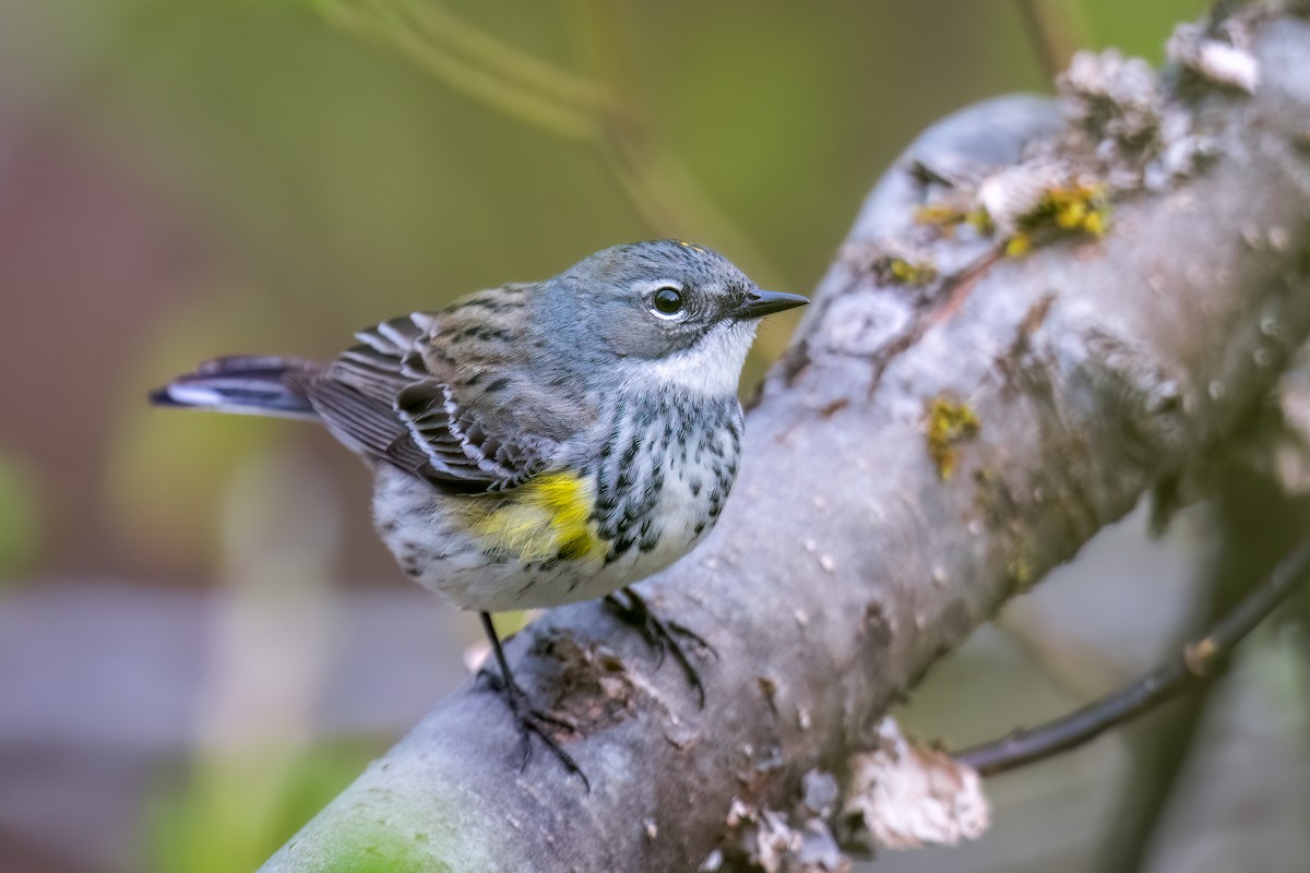 Yellow-rumped Warbler (Myrtle) - ML619239237