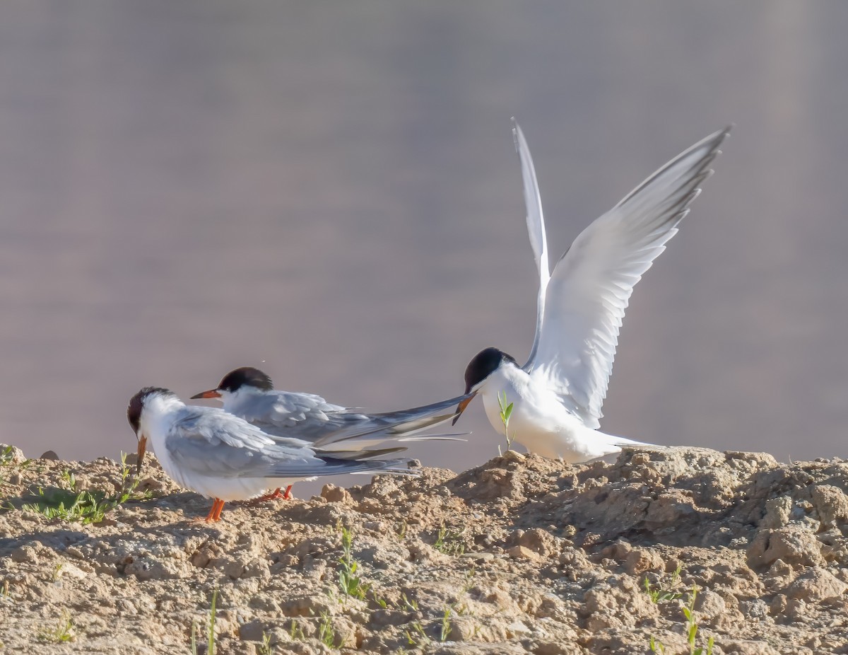 Forster's Tern - Diane Hoy